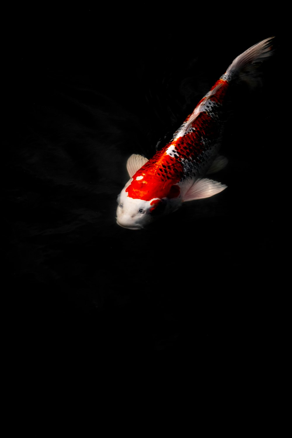 orange and white fish in dark room