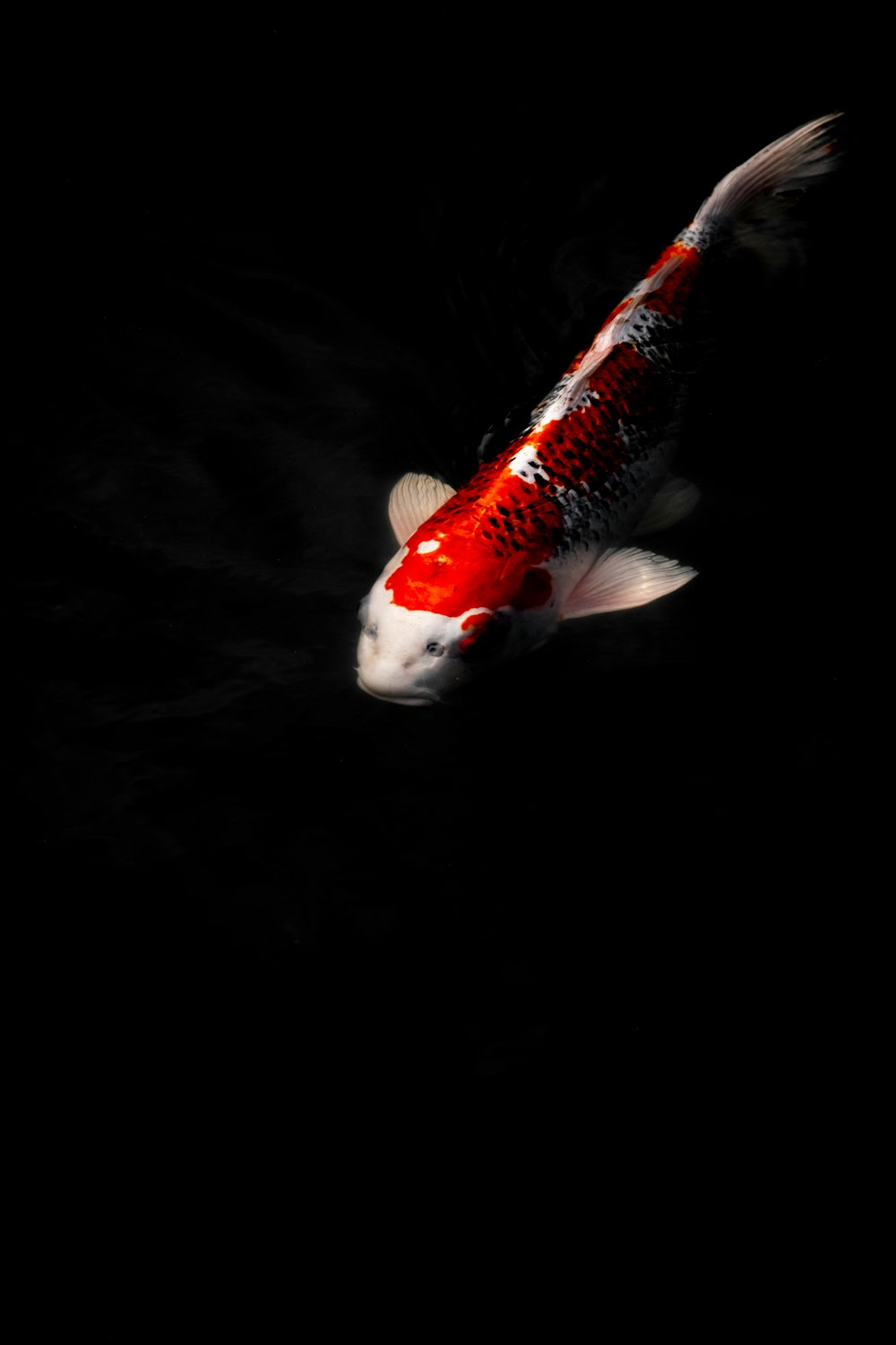 Poisson orange et blanc dans la chambre noire