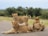 A group of four lions is resting on a paved road. Two lions are lying down, while one stands looking alert, and another faces away. The surrounding environment is grassy with some scattered, low trees, typical of a savanna landscape.