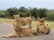 A group of four lions is resting on a paved road. Two lions are lying down, while one stands looking alert, and another faces away. The surrounding environment is grassy with some scattered, low trees, typical of a savanna landscape.