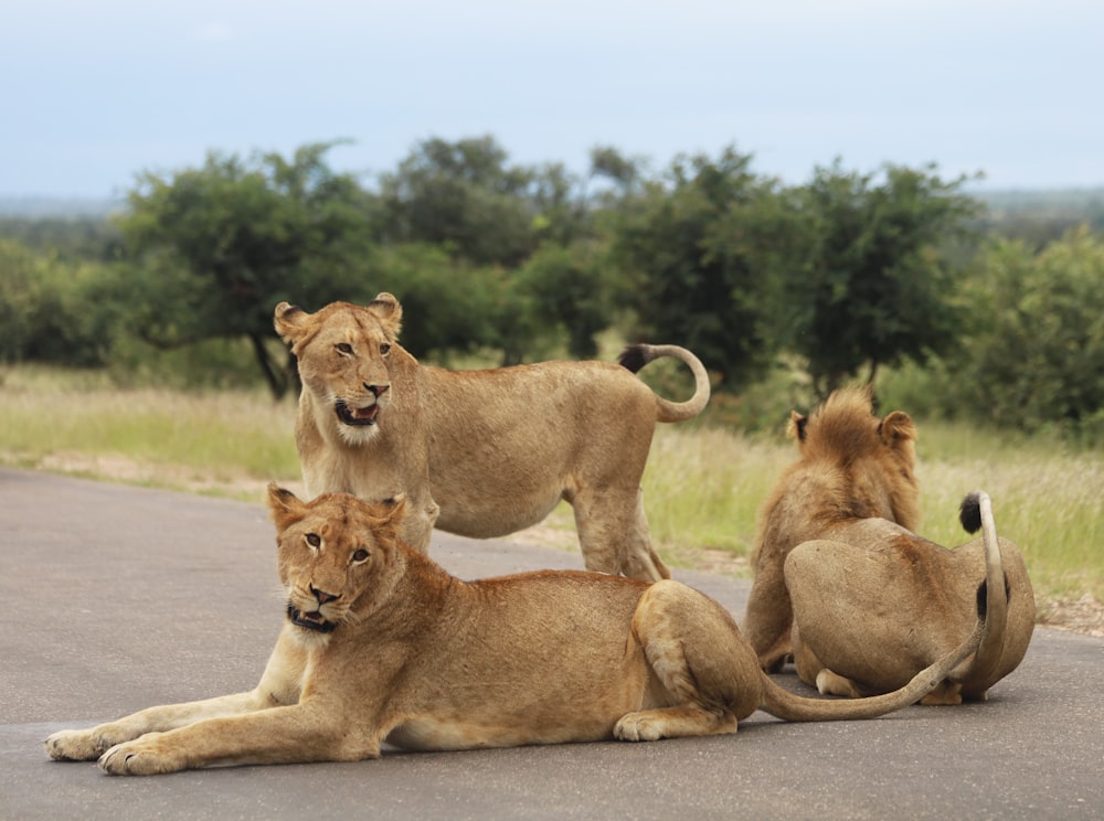 lion and lioness on green grass field during daytime