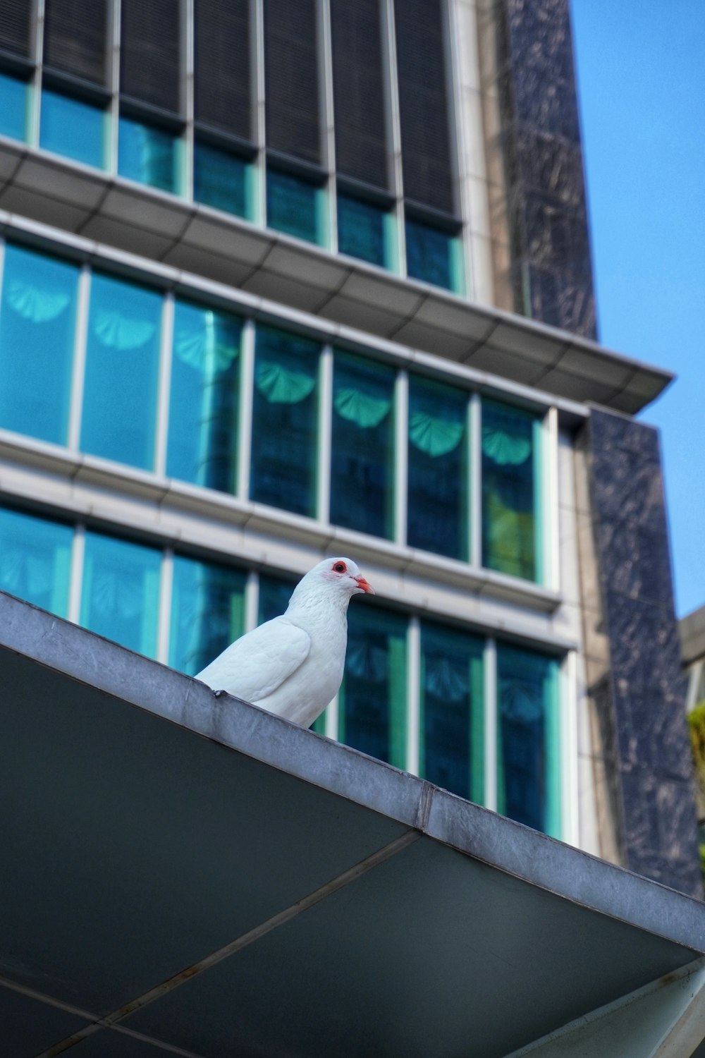 white dove on black metal bar