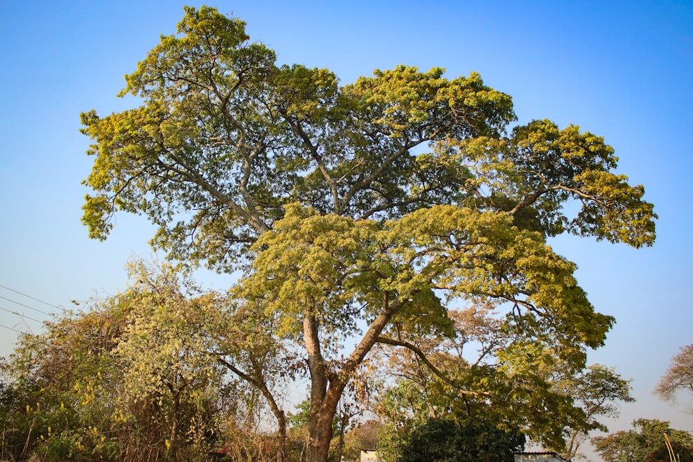 green tree under blue sky during daytime