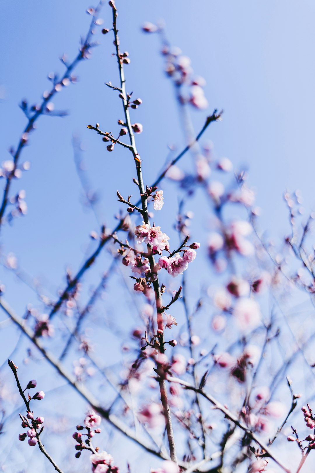 pink cherry blossom tree during daytime