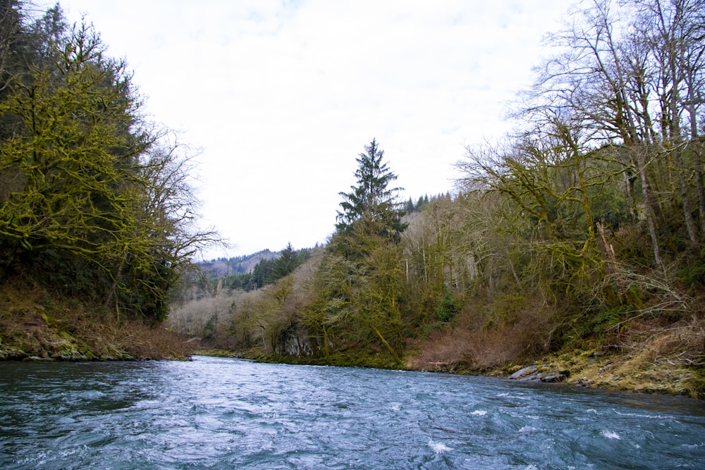 green trees beside river during daytime