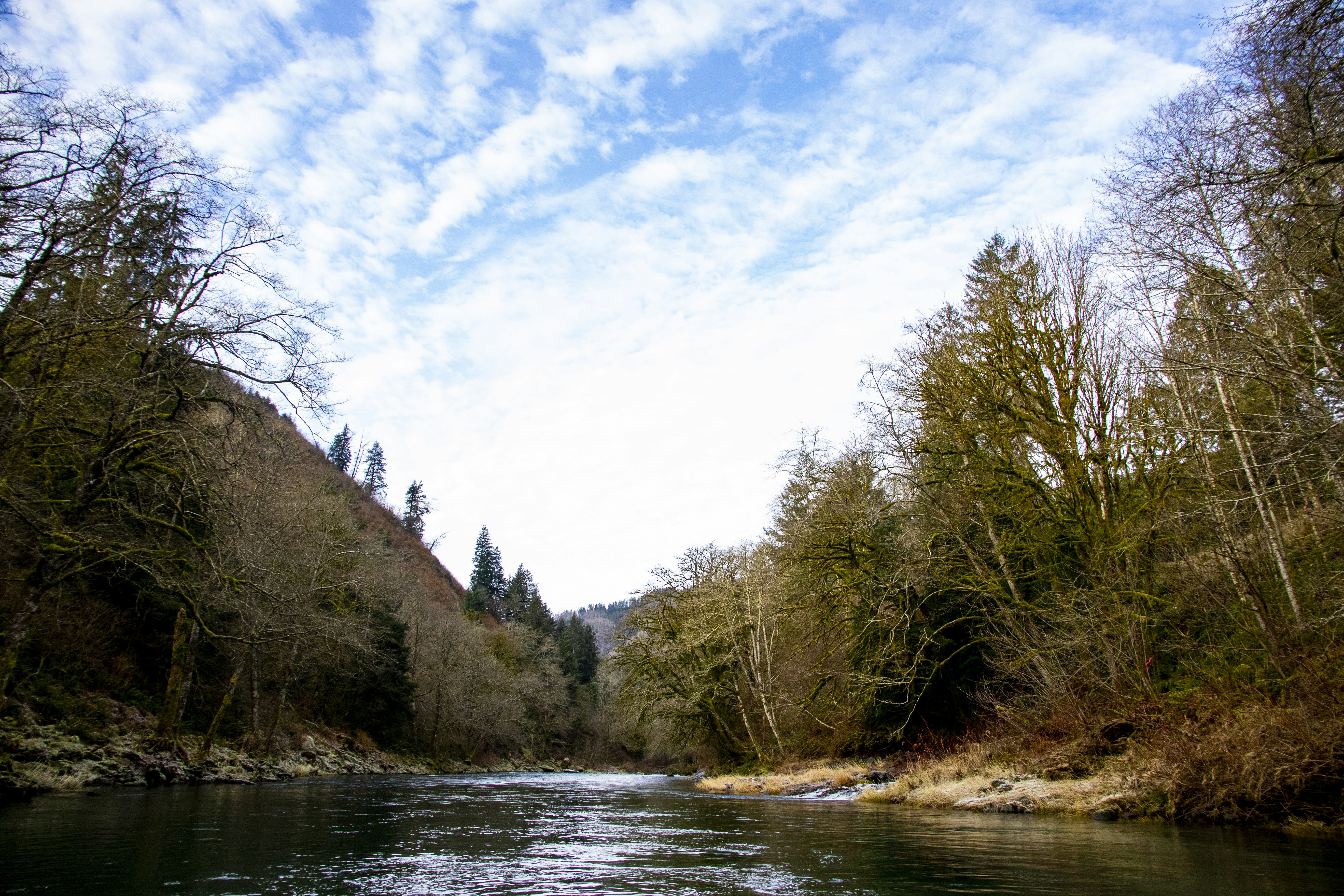 green trees near river during daytime