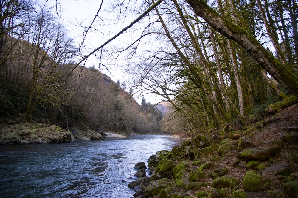 river between trees during daytime