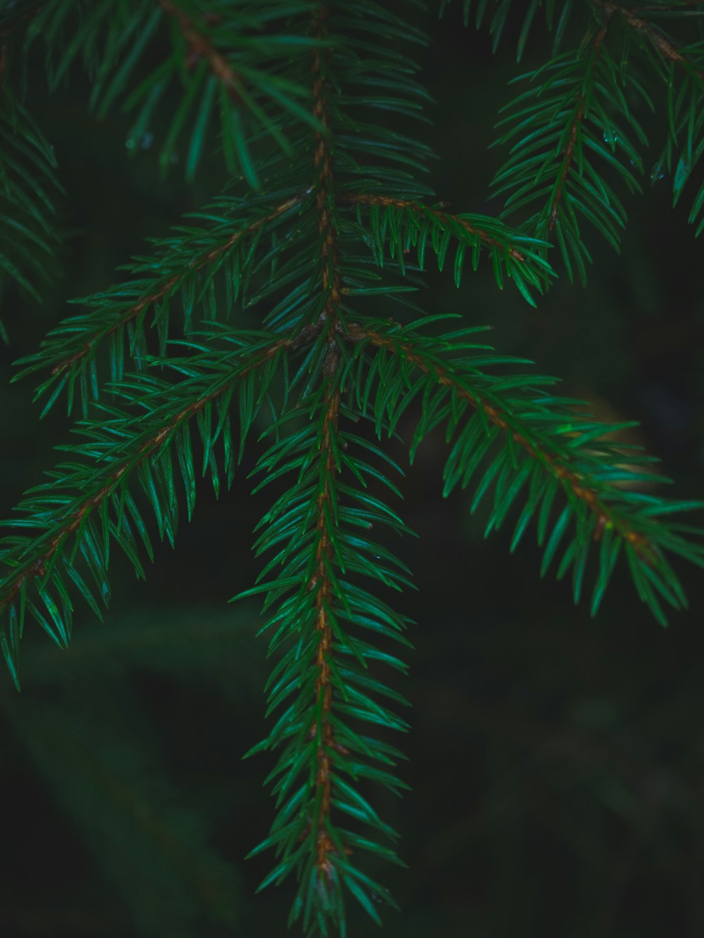 green pine tree leaves in close up photography