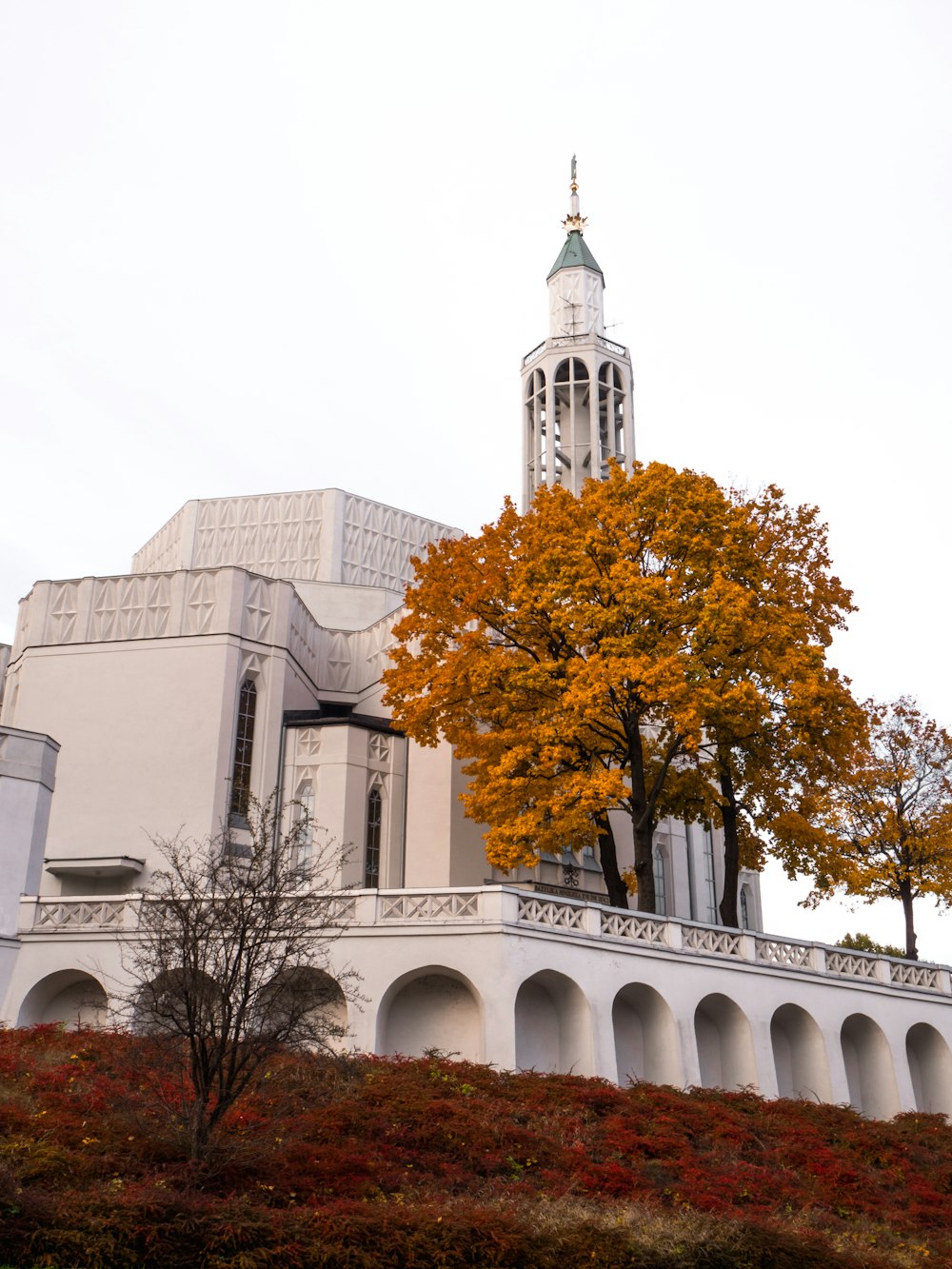 brown tree in front of white concrete building