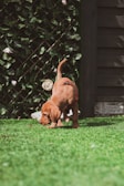 A young puppy with a reddish-brown coat is curiously sniffing the green grass in a garden. The backdrop consists of a wooden fence and a lattice entwined with leafy vines and a few white flowers.