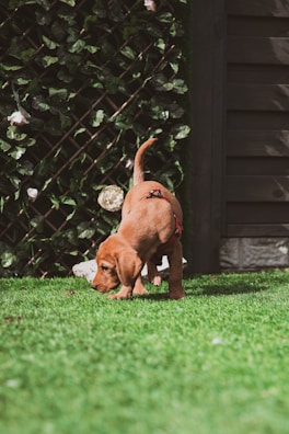 A young puppy with a reddish-brown coat is curiously sniffing the green grass in a garden. The backdrop consists of a wooden fence and a lattice entwined with leafy vines and a few white flowers.