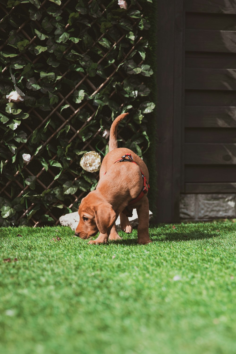 brown short coated dog on green grass field