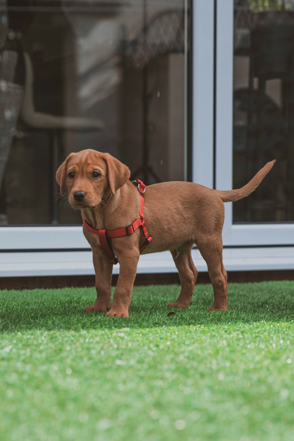 緑の芝生の上の茶色の短いコートの犬