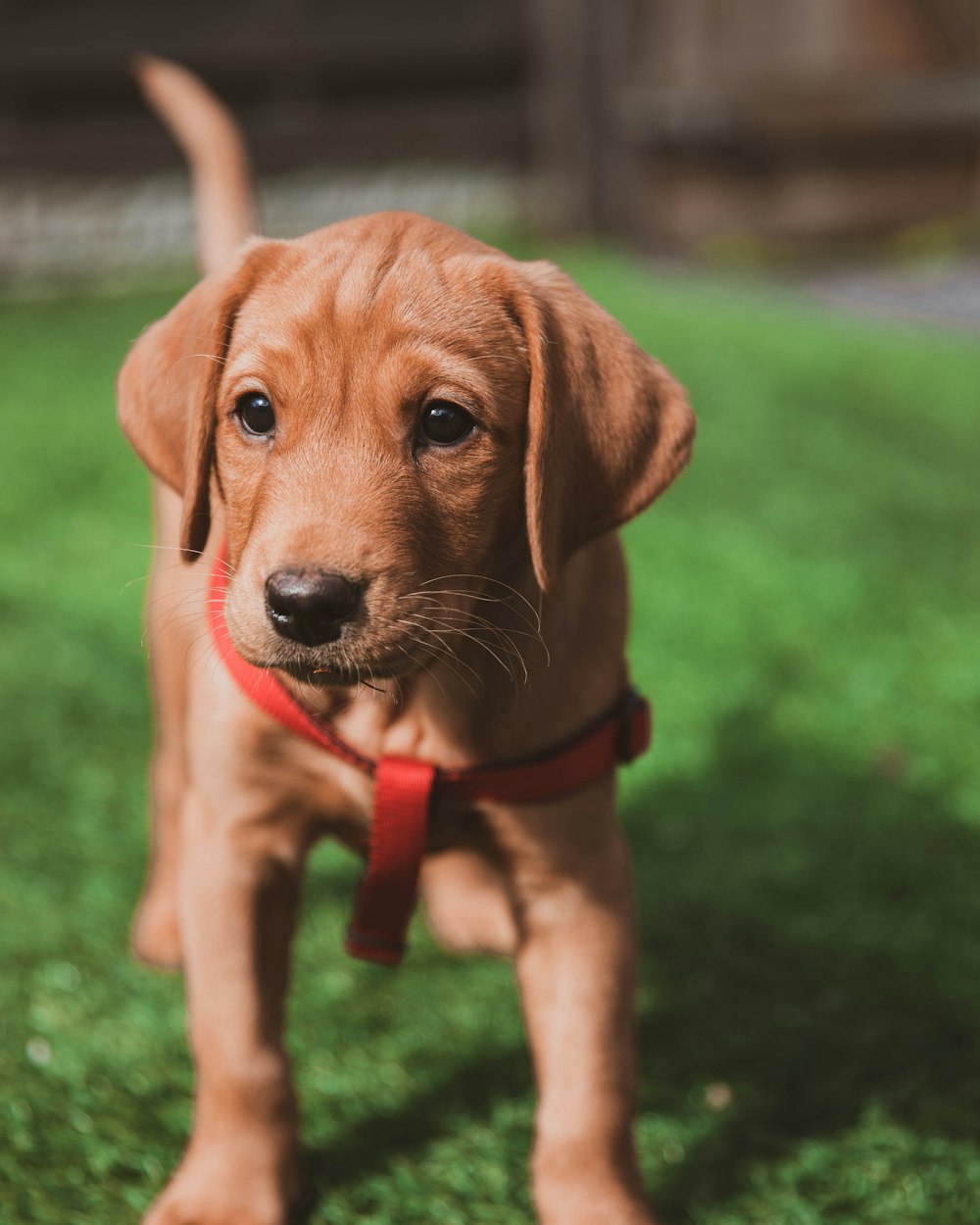 brown short coated dog on green grass field