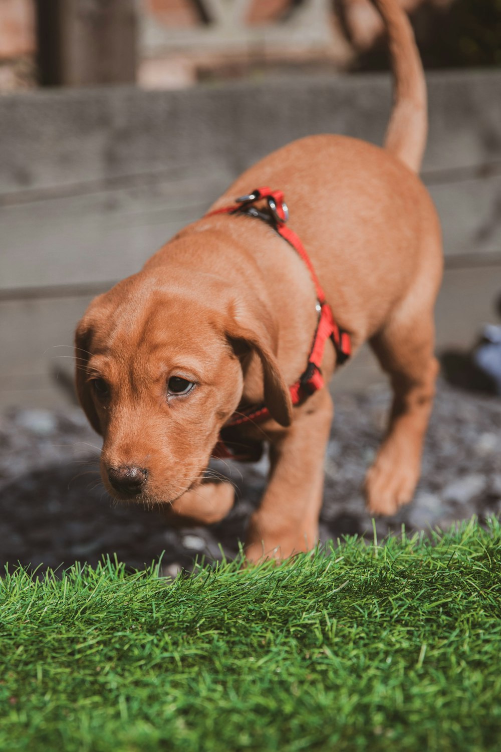 brown short coated dog on green grass during daytime