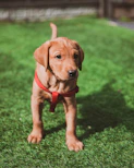 brown short coated puppy on green grass field during daytime