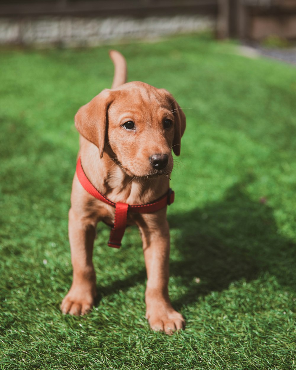 brown short coated puppy on green grass field during daytime
