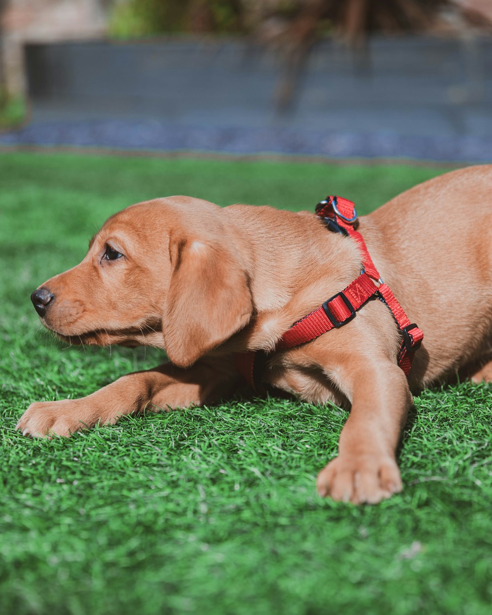 brown short coated puppy lying on green grass during daytime