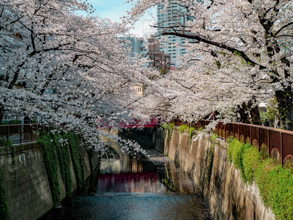 white cherry blossom tree near water falls