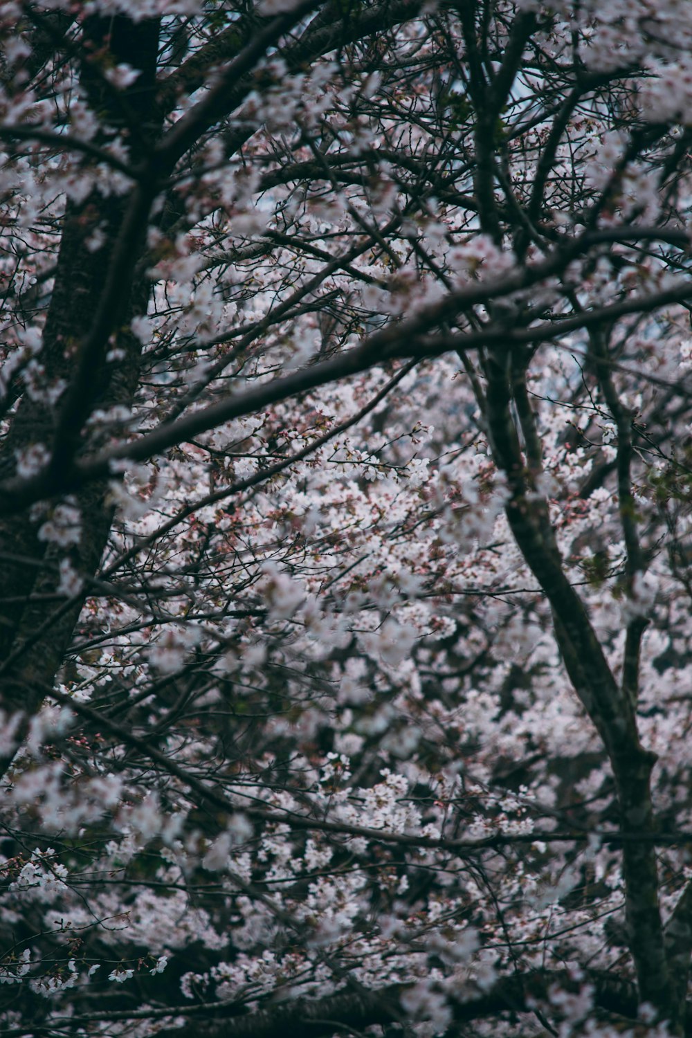árvore branca da flor da cerejeira durante o dia