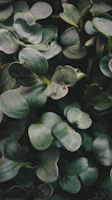 green plant with water droplets