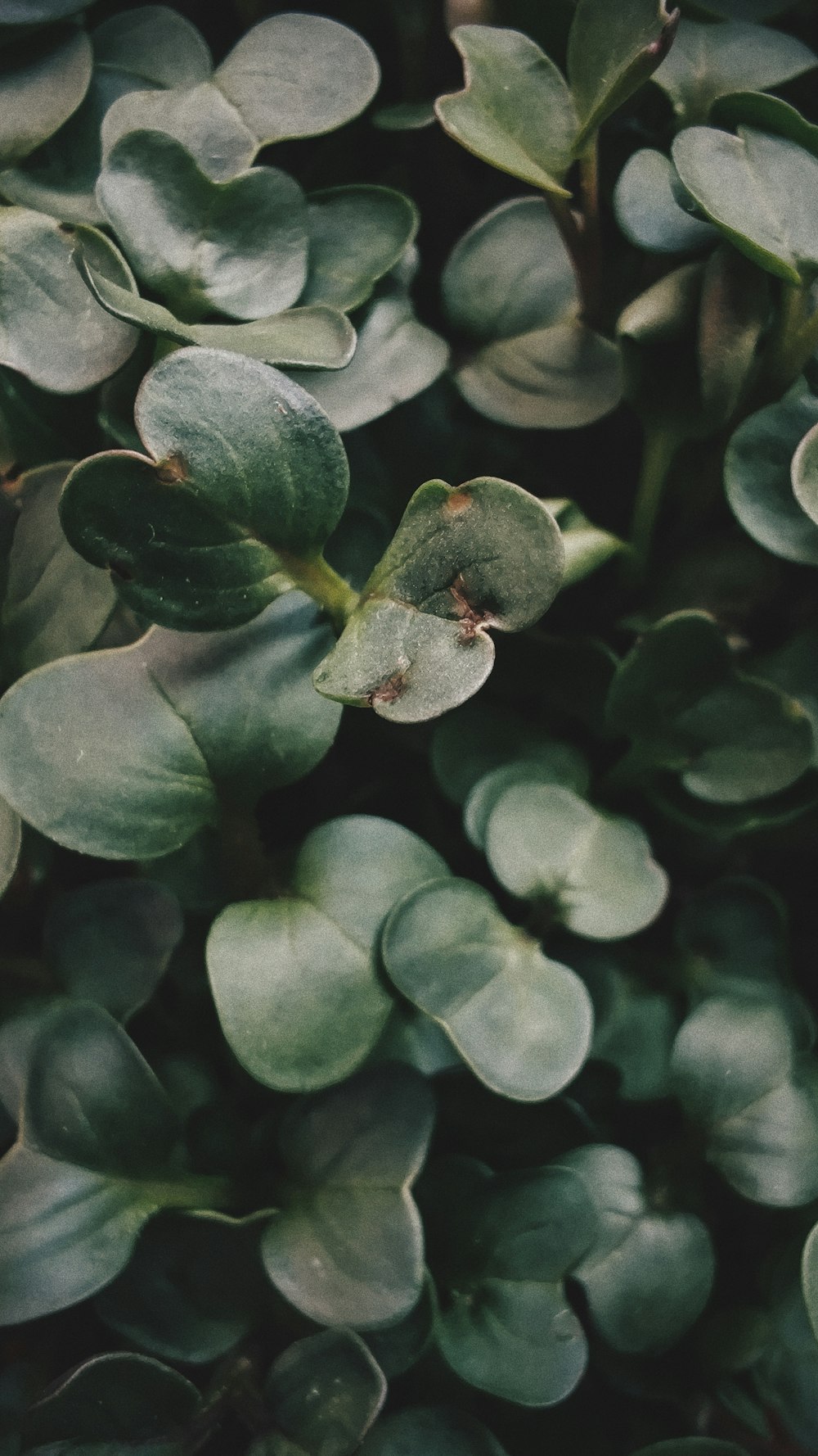 pianta verde con goccioline d'acqua