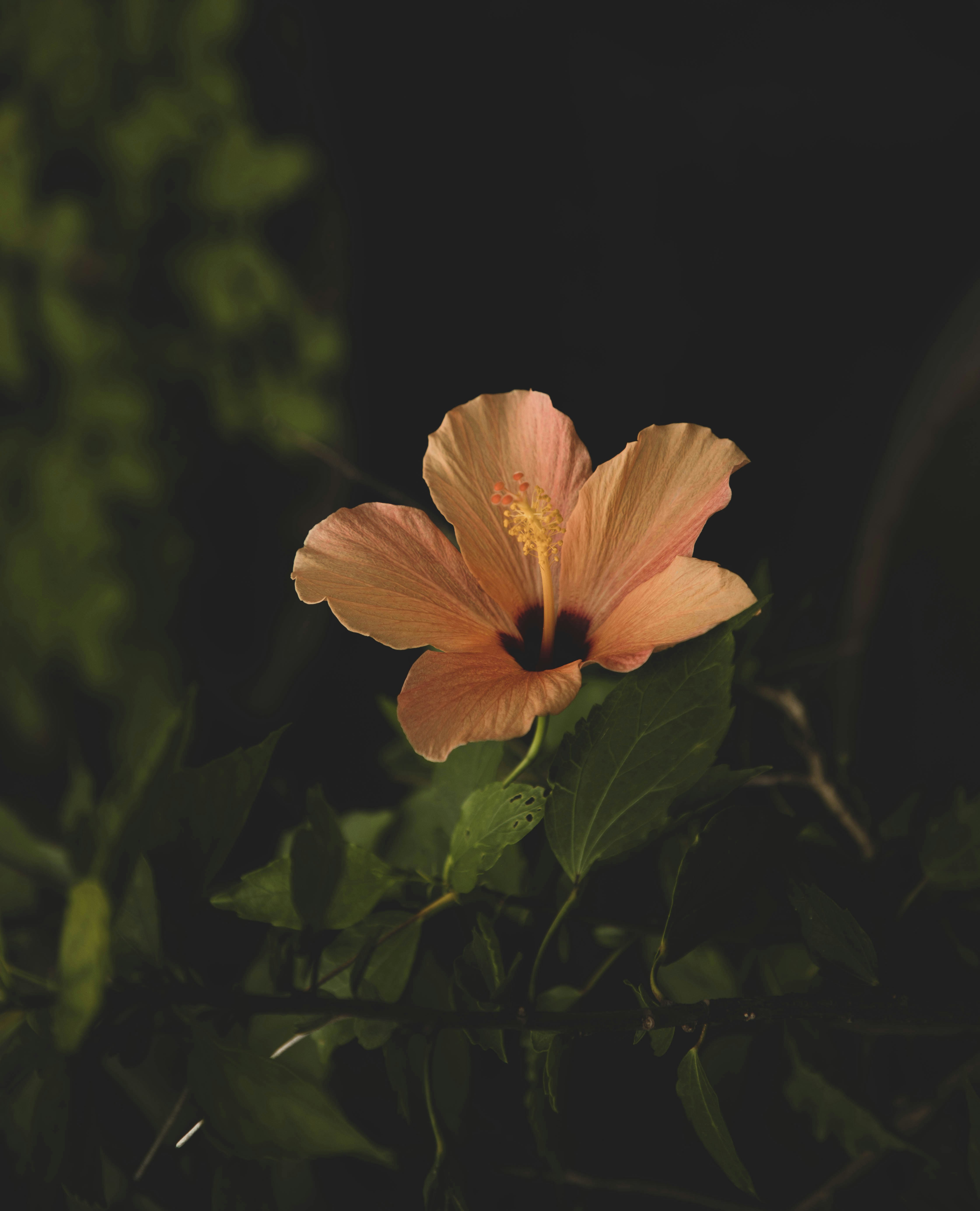 Photo by figmentprints