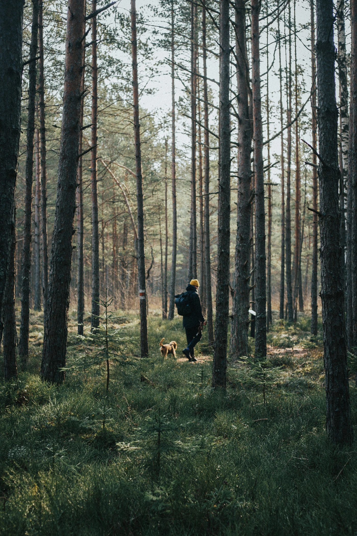 Homme et son chien qui courent ensemble en forêt