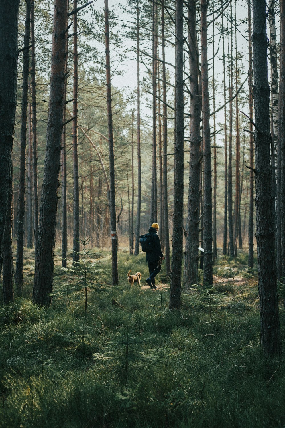 homem na jaqueta preta e cão marrom que anda na floresta durante o dia