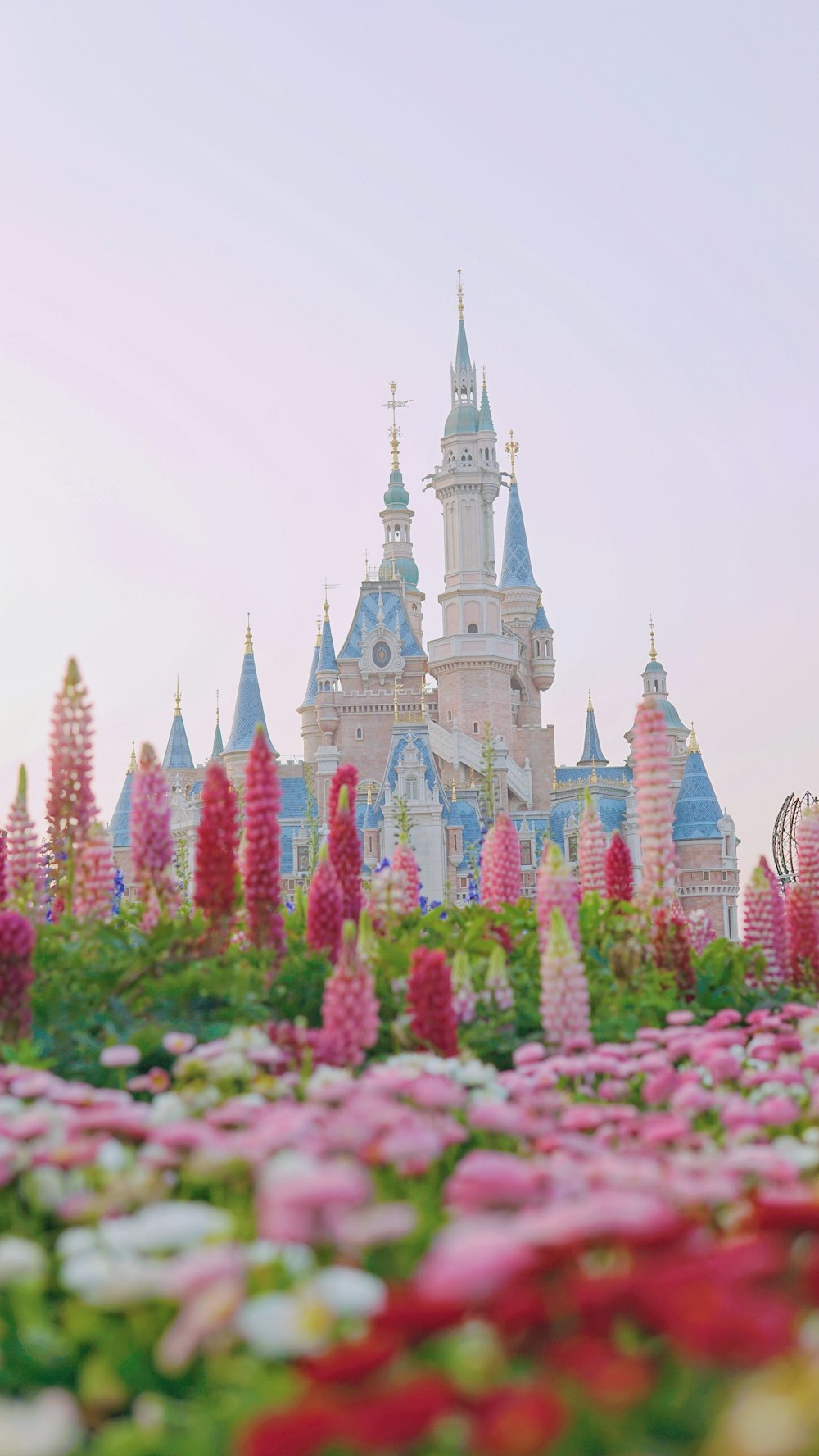 pink and white flower field near brown and white castle during daytime