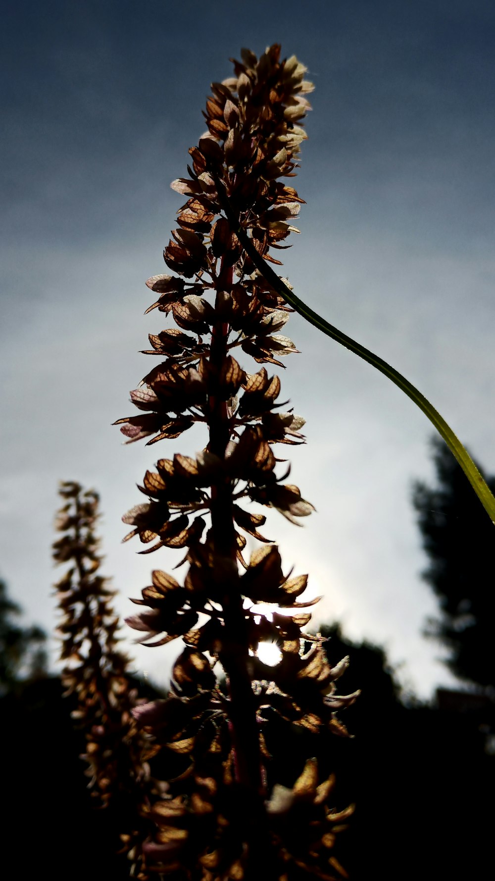 brown plant in tilt shift lens