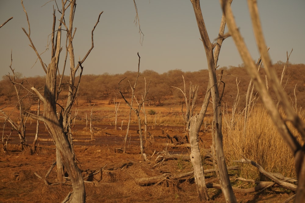 brown leafless tree on brown field during daytime