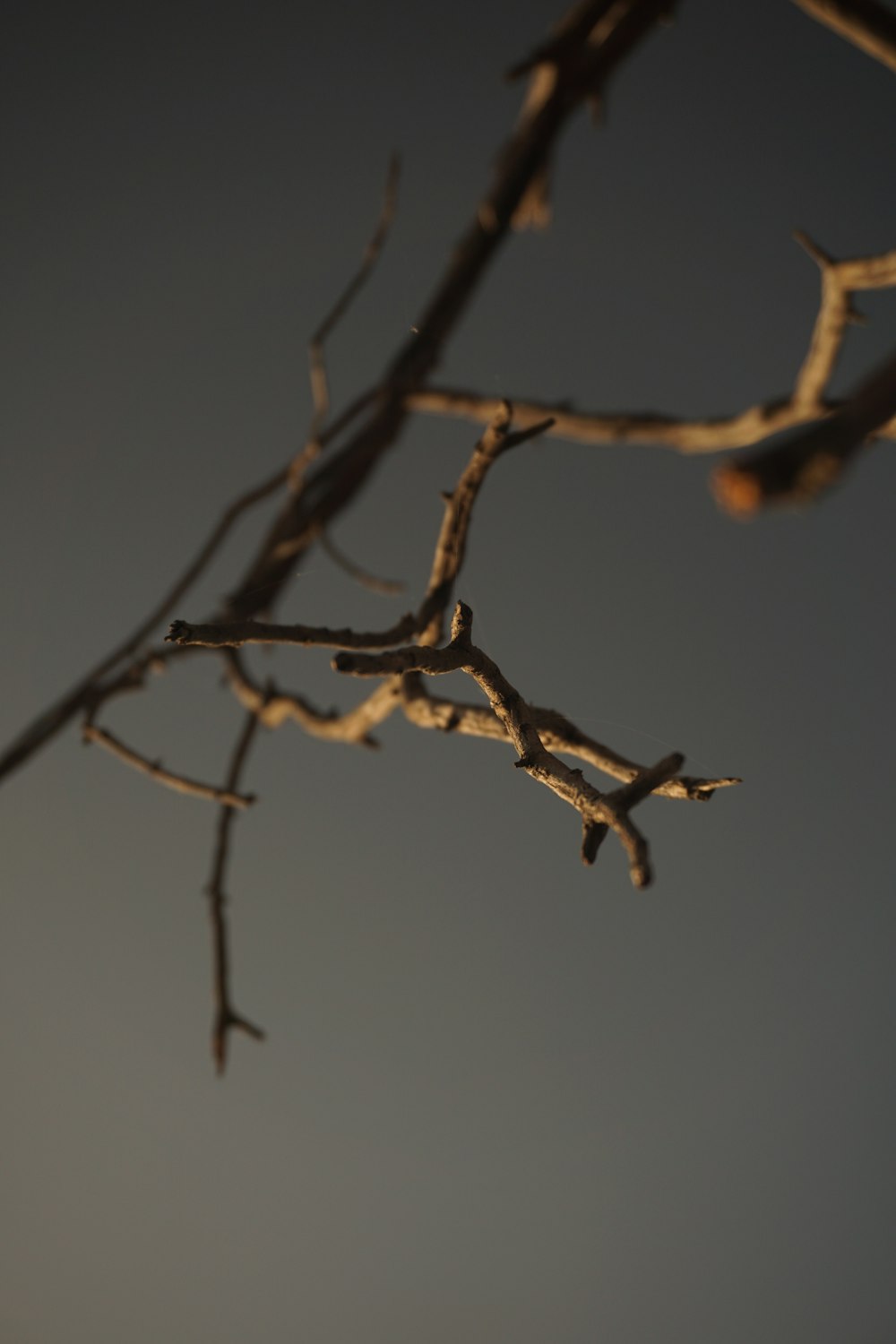 brown tree branch in close up photography