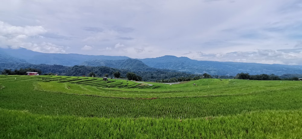 campo de hierba verde bajo nubes blancas durante el día