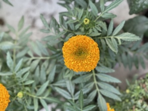 A vibrant display of orange and yellow marigolds against a soft background