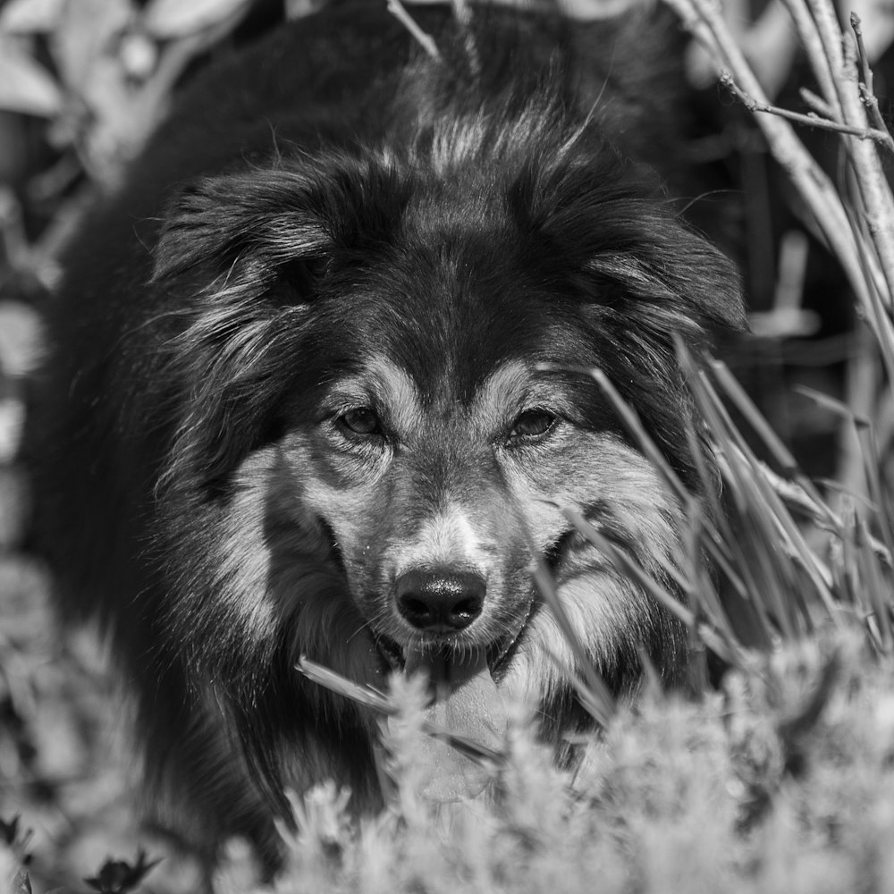 grayscale photo of long coated dog