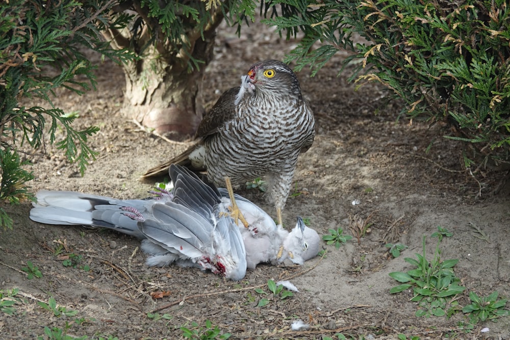 white and black owl on ground