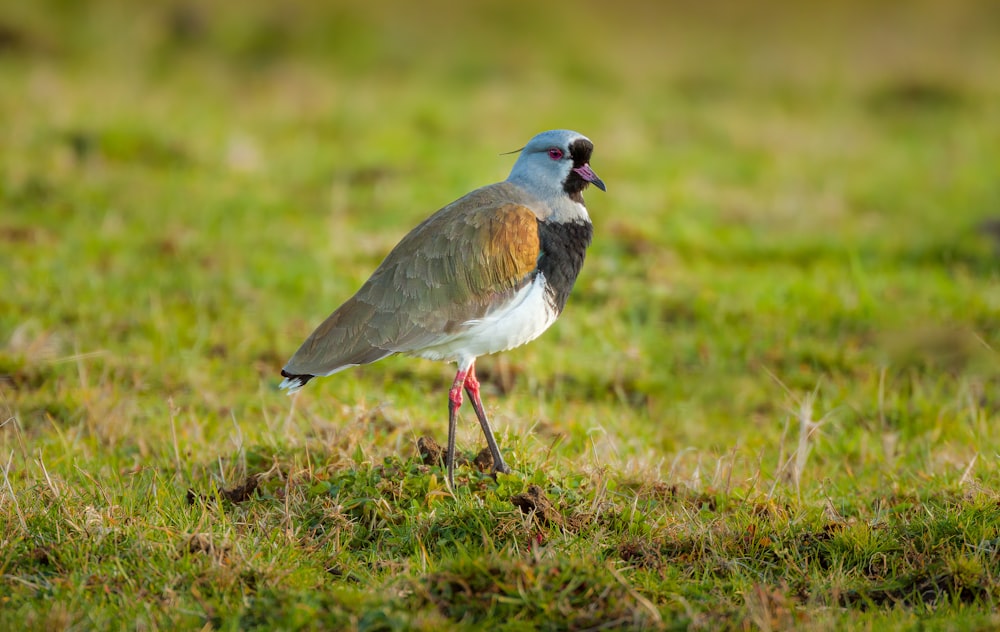 blue and white bird on green grass during daytime