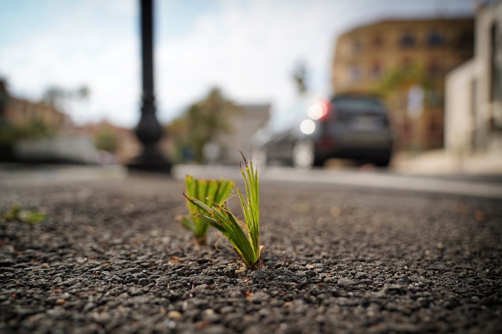 昼間の灰色のアスファルト道路に緑の植物