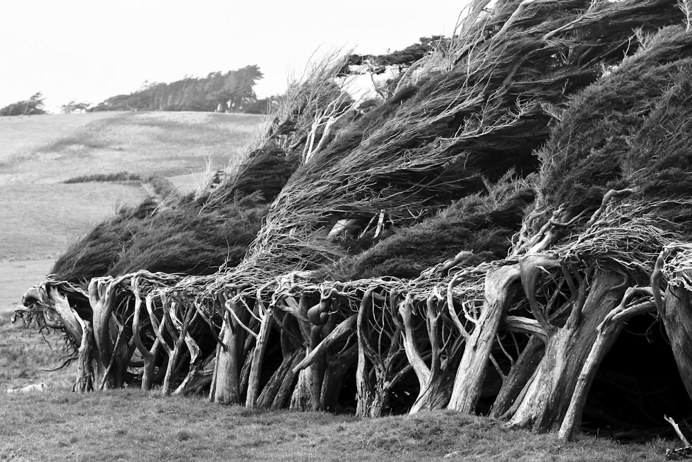 foto em tons de cinza do tronco de madeira