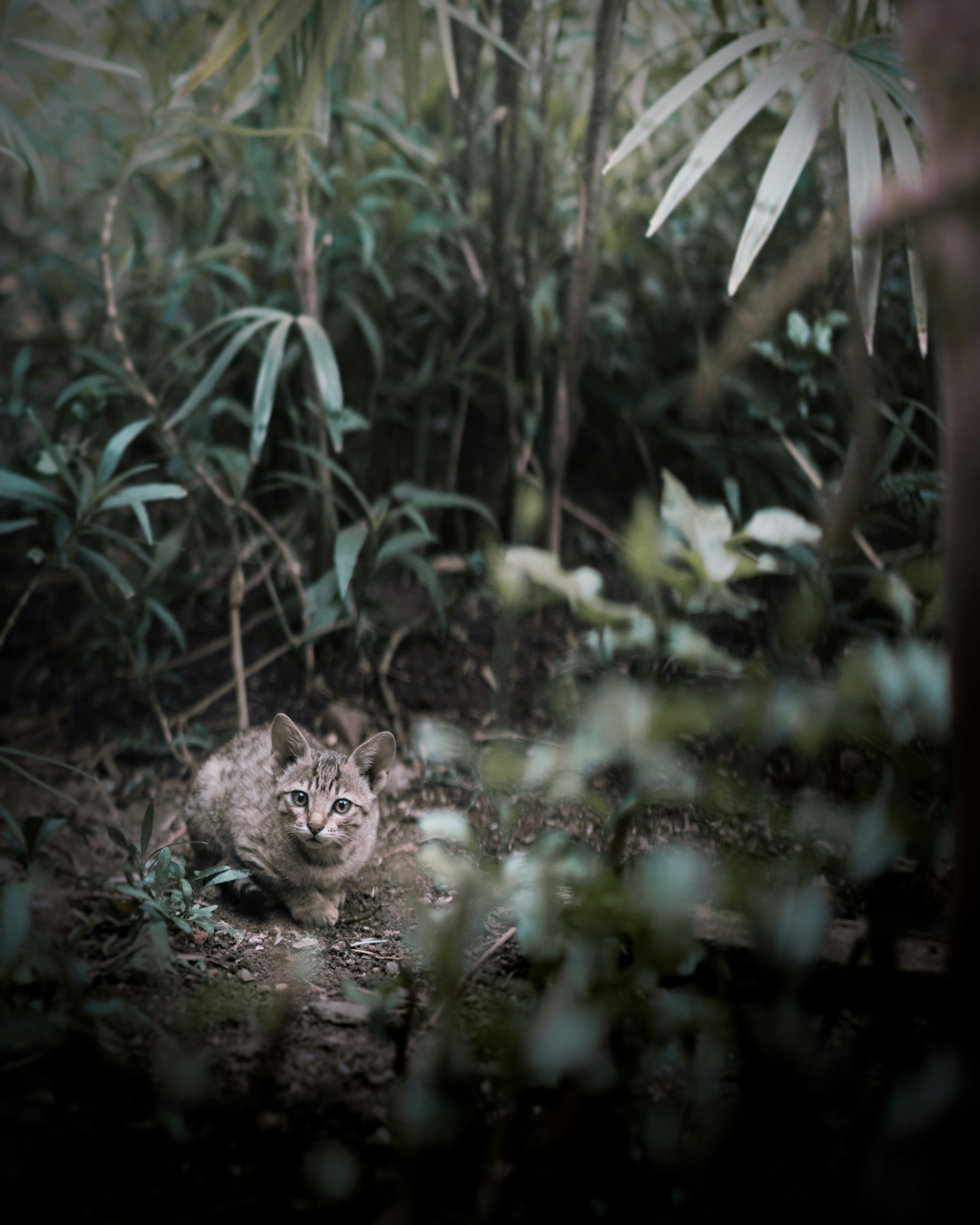 brown tabby cat on green grass field