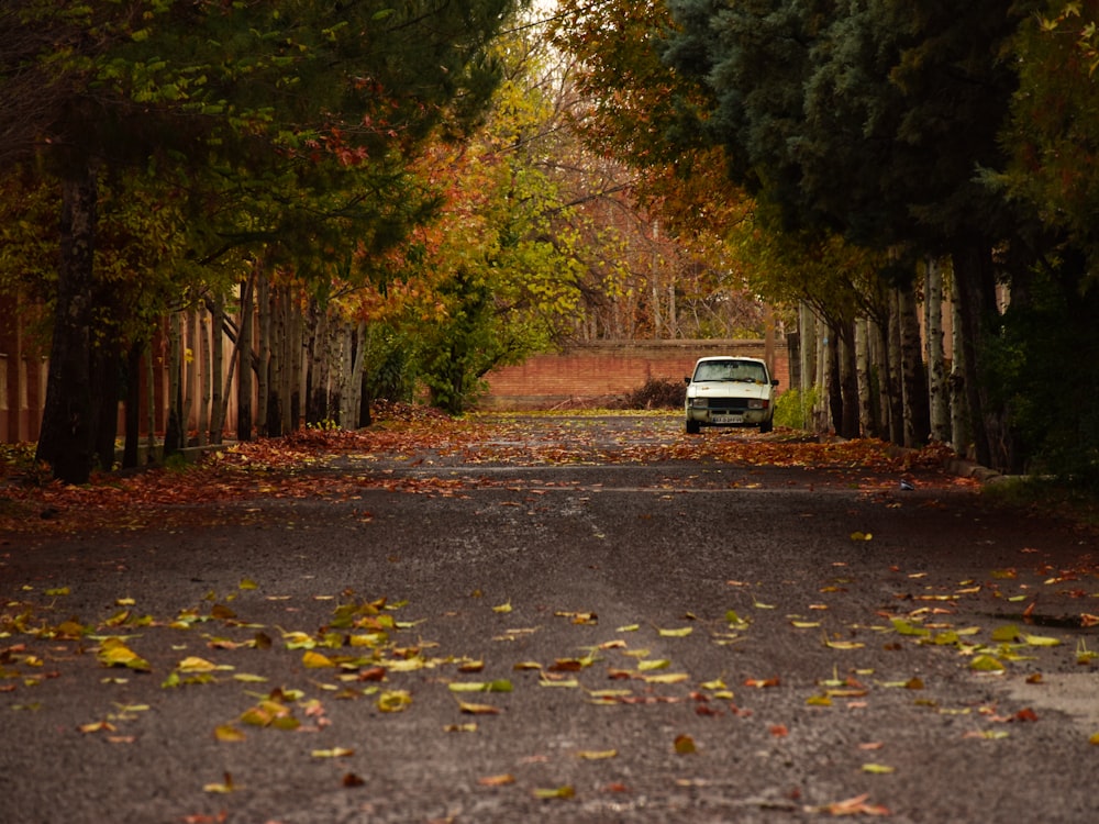 Auto bianca sulla strada tra gli alberi durante il giorno