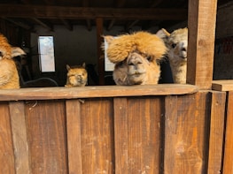Three alpacas with fluffy, woolly coats peek over a wooden fence inside a dimly lit barn. The barn has a rustic, cozy atmosphere with light streaming through a window in the background.