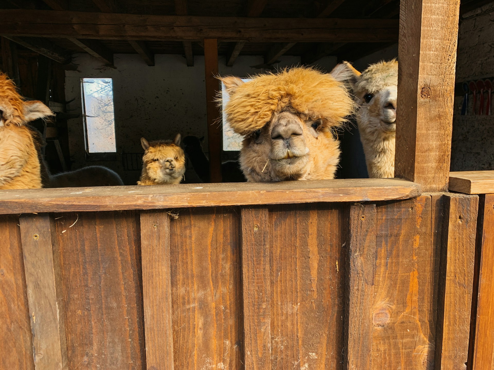 black and brown leather padded tub sofa