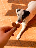 A dog with a black and white coat looks intently at a treat held by a hand in the foreground. The dog's tongue is sticking out in anticipation. The setting is a sunlit room with a tile floor, showcasing shadows and warm lighting.