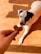 A dog with a black and white coat looks intently at a treat held by a hand in the foreground. The dog's tongue is sticking out in anticipation. The setting is a sunlit room with a tile floor, showcasing shadows and warm lighting.