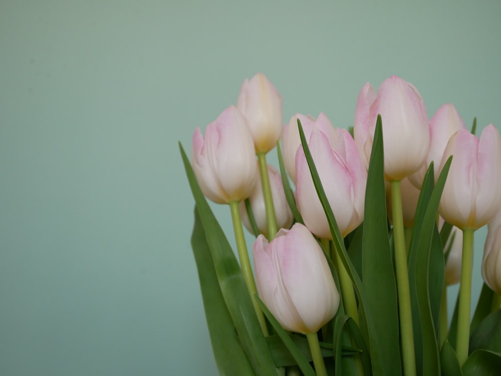 pink tulips in close up photography