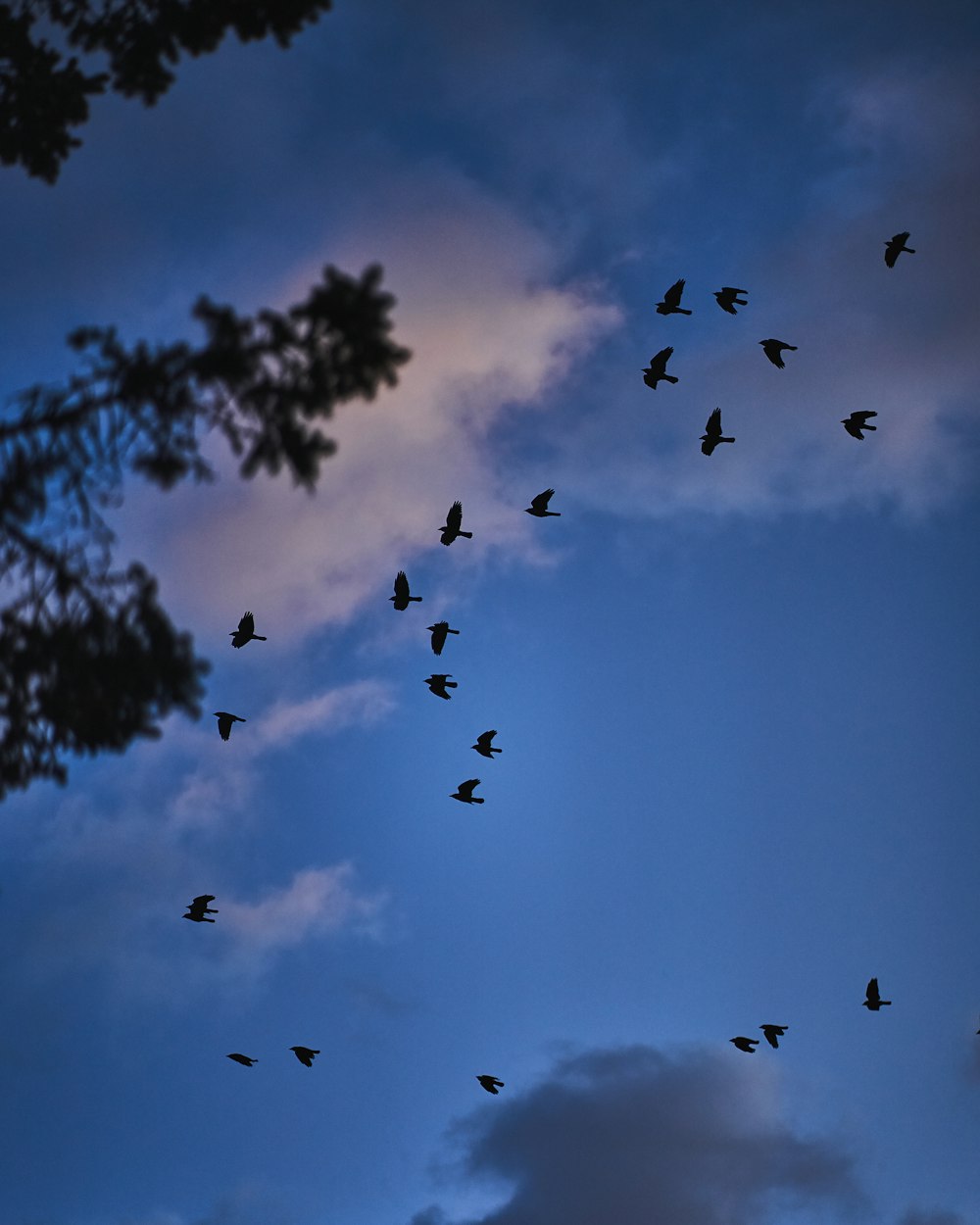 silhouette of birds flying during daytime