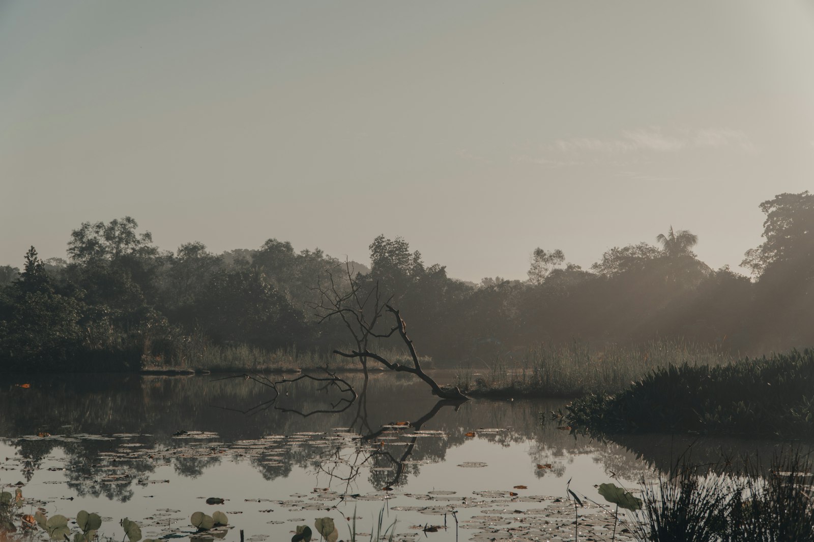A misty quarry lake on Pulau Ubin with mangrove and forest reflected in still water