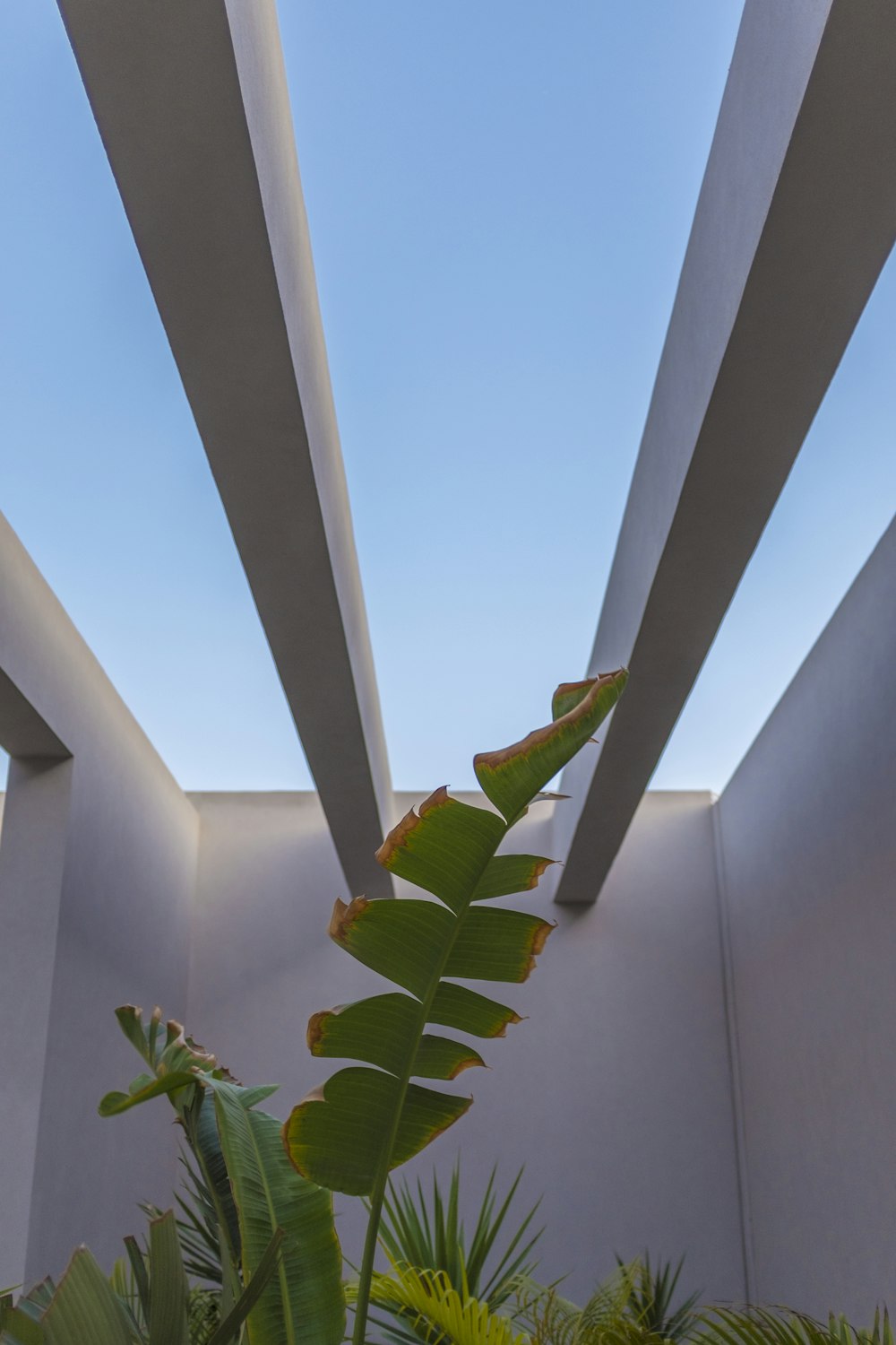 green leaf plant on white concrete wall